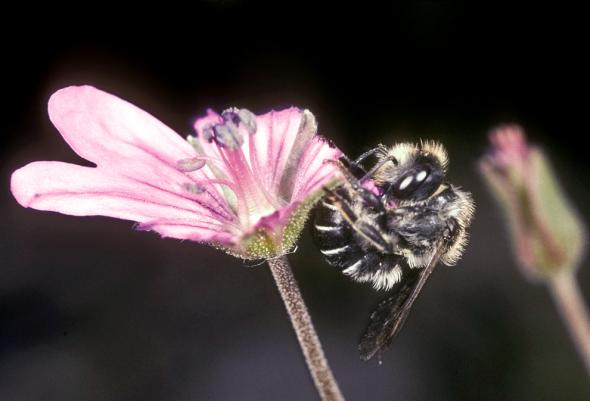 Osmia Avosetta Arıları