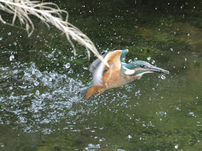 カワセミの水面飛び出し③