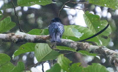 Lesser Racket-tailed Drongo (Dicrurus remifer) 