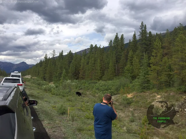 Black Bear at Icefields Parkway, Jasper National Park, Alberta, Canada