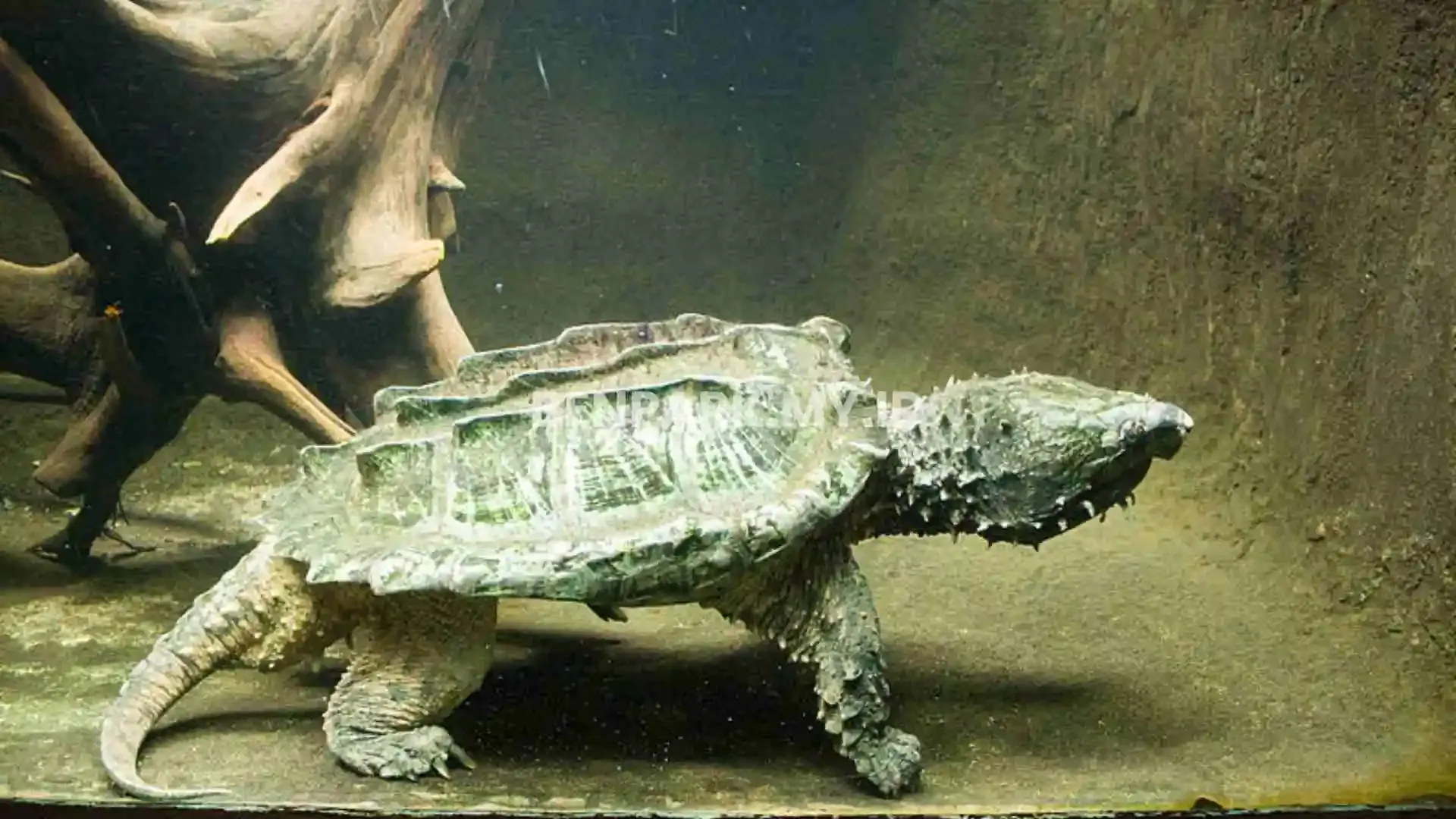 Alligator Snapping Turtle
