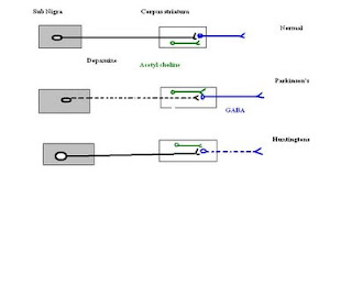 schematic diagram of neurotransmitter alterations in Parkinsonism and Huntington's chorea