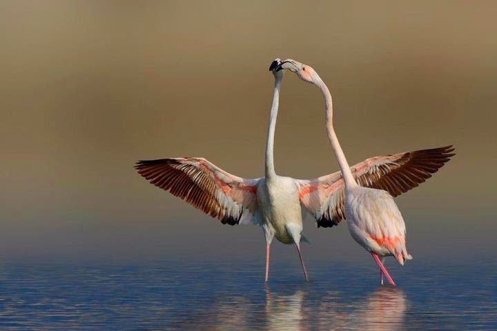 Flamingo birds Love