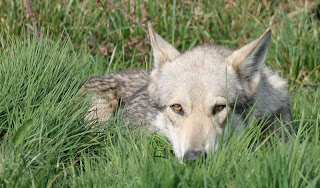 Canens Africae chiens loups de saarloos