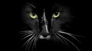 The Black Cat HD Wallpaper. The Black Cat HD Wallpaper (the black cat hd wallpaper)