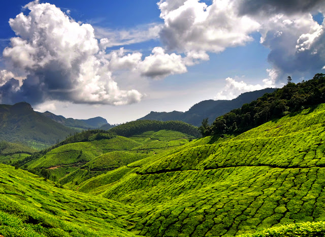 Munnar Tour Packages