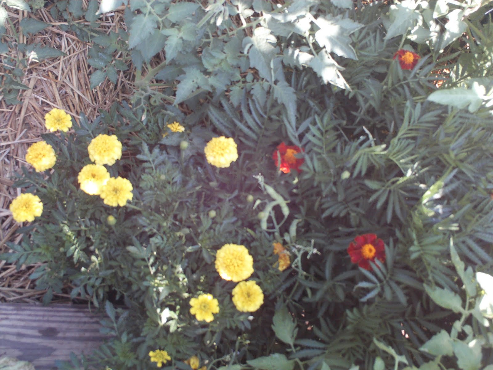 Lihat Kebunku Bunga Marigold 