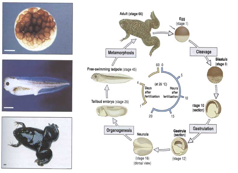 Kimeni s Blog Embriogenesis Pada Telur Katak