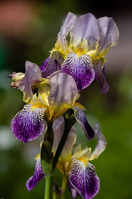 Flor Íris