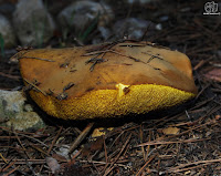 Pinetell o molleric (Suillus collinitus)