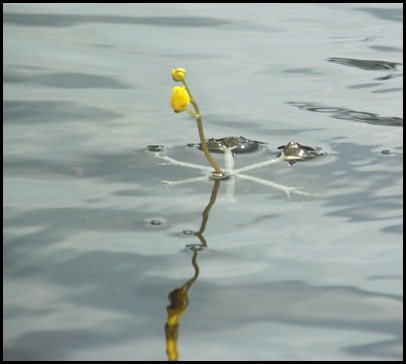 Lowell Lake #2 011 (48)