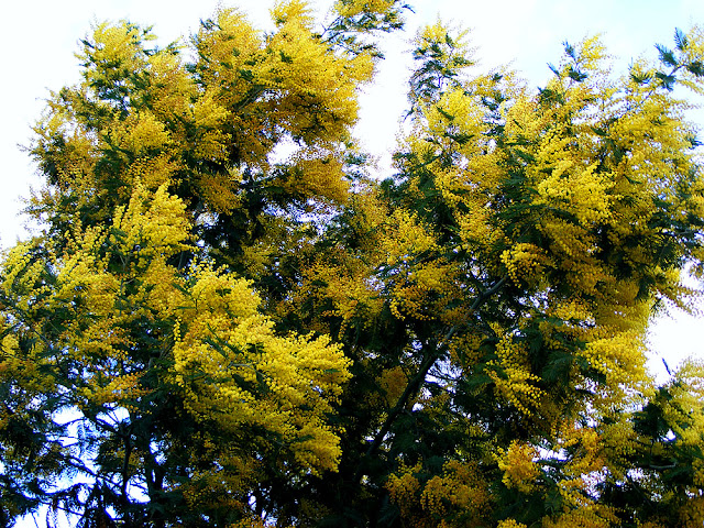 Wattle Acacia in a garden.  Indre et Loire, France. Photographed by Susan Walter. Tour the Loire Valley with a classic car and a private guide.