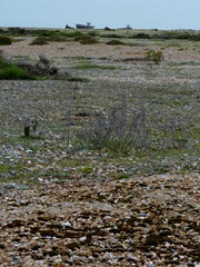 dungeness sept 2011 025