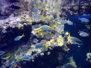Monaco underwater