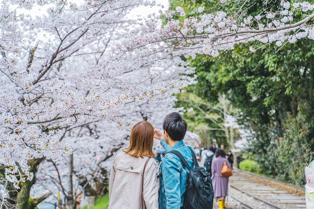 pasangan kekasih sedang melihat bunga sakura