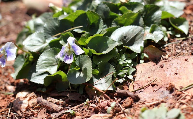 Labrador Violet Flowers