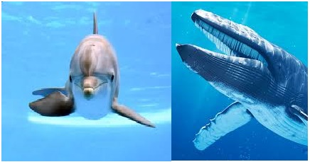 Lumba lumba dan Paus Bukanlah Jenis Ikan Tapi Mamalia  