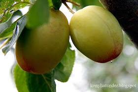 august-in-the-garden-plum