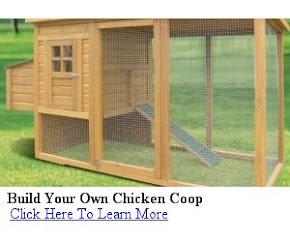 All About Backyard Chickens: Chicken Coop Roost Height and Other ...