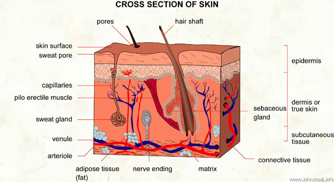 Demonstration of Skin