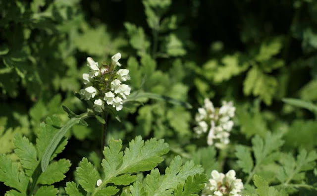 Prunella laciniata Flowers Pictures