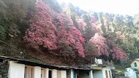 Chopta Valley, Garhwal Hills, Gopeshwar