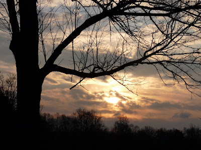 sunrise and tree