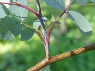 Rosier glauque - Églantier glauque - Églantier à feuilles rougeâtres - Rosier à feuilles rouges - Rosa glauca