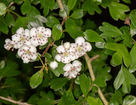 Hybrid Hawthorn, Crataegus x media.  C. monogyna x C. laevigata. Near Jail Lane, 21 May 2016