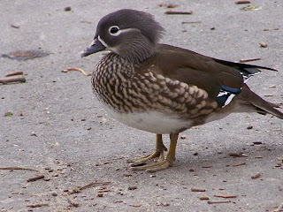 Female Wood Duck? Or Female Mandarin Duck?