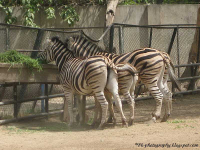 Burchell's zebra