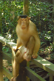 An orang-utan 'chilling out' in Malaysian Borneo