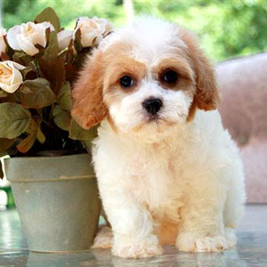 Cavachon Puppies on Cavachon I Found Online  How Can You Resist Those Eyes