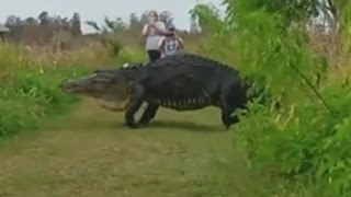 El video asombroso de un enorme cocodrilo en Florida