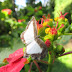 Qual a diferença entre borboletas e mariposas?