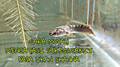 Apa Yang Membuat Ikan Channa Stres?