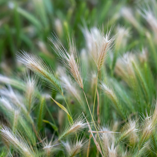 fox tail grass seeds can cause ear infections in dogs and cats
