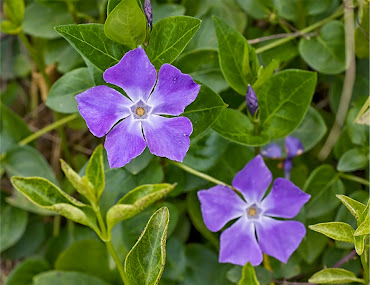 #10 flowers zone 9 flowers zone 9