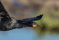 Portrait of a Cormorant in Flight Woodbridge Island, Cape Town - Canon EOS 7D Mark II Copyright Vernon Chalmers