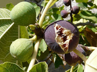 fig - la figue - Ficus carica