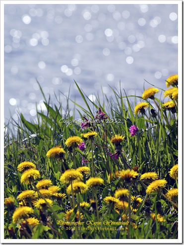 Near the water the Dandelions are flowering and the water is glittering in the sun.