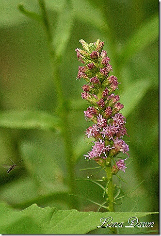 Liatris