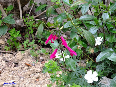 Salvia buchananii - Buchanan's sage care and culture