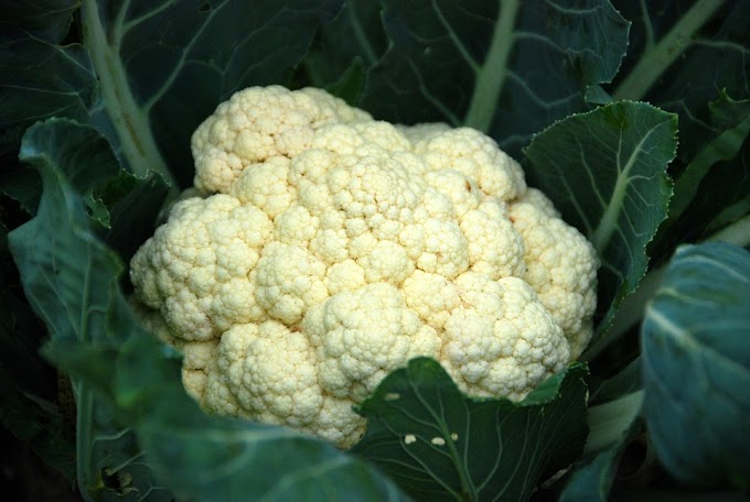 Proven Health Benefits of Cauliflower which no one Tells you about