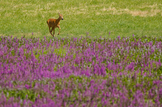 Wildlifefotografie Wild Rehbock Ricke Lippeaue