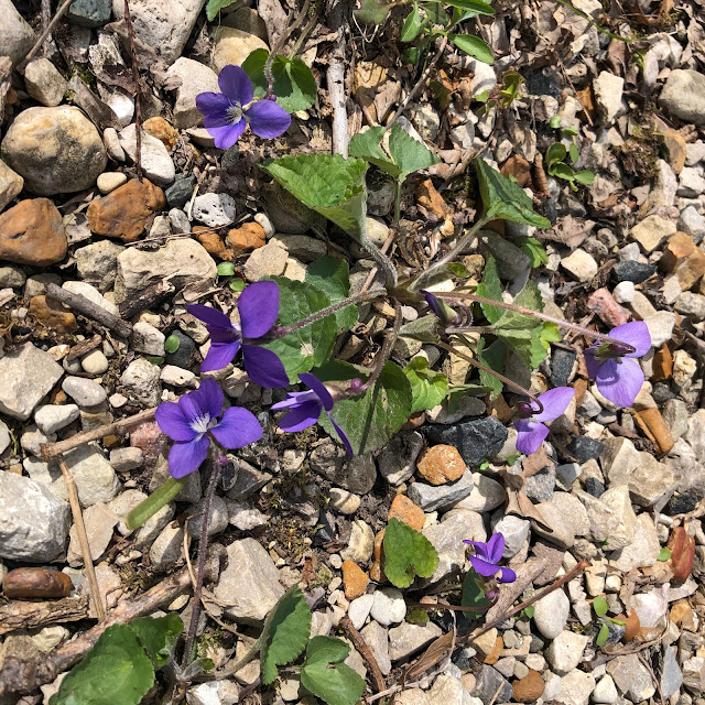 Beautiful violets add some vibrance to Reed-Turner.