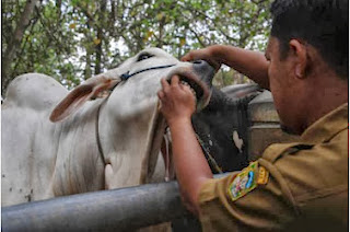 Qurban Sapi Diprediksi Tembus 5000 Ekor