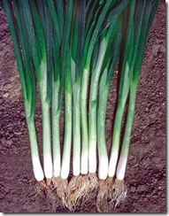 Bunching Onions