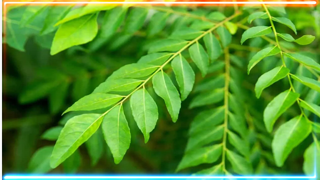 Curry leaves for diabetes | Yogasutram