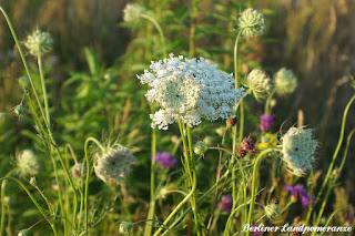 Wildblumen